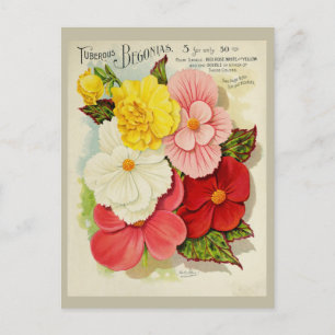Vintage-Gartencatalog mit Begonien-Blumensamen Postkarte