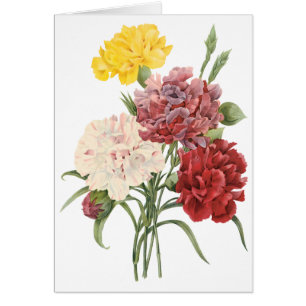 Vintage Gartennelkendianthus-Garten-Blumen Redoute