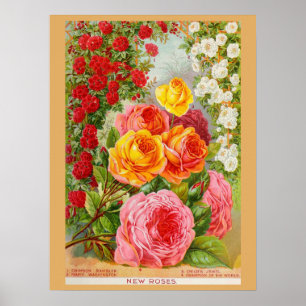 Vintage-Gartrosensamen-Katalog Poster