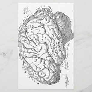 Vintage Gehirn-Anatomie Briefpapier