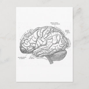 Vintage Gehirn Anatomie Postkarte