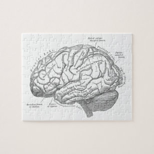 Vintage Gehirn-Anatomie Puzzle