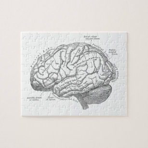 Vintage Gehirn-Anatomie Puzzle
