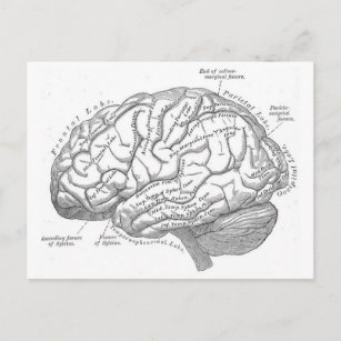 Vintage Gehirnanatomie Postkarte