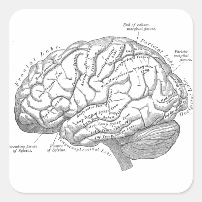 Vintage Gehirnanatomie Quadratischer Aufkleber (Vorderseite)