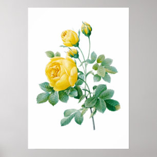 Vintage-Gelb-Rosen-Druck von Redouté Poster