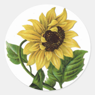 Vintage-Gelb-Sonnenblumen-Grafik-Blumen-Aufkleber Runder Aufkleber