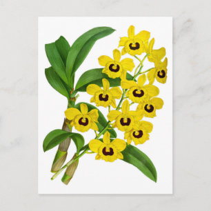 Vintage Gelbe Orchideenkarte Postkarte