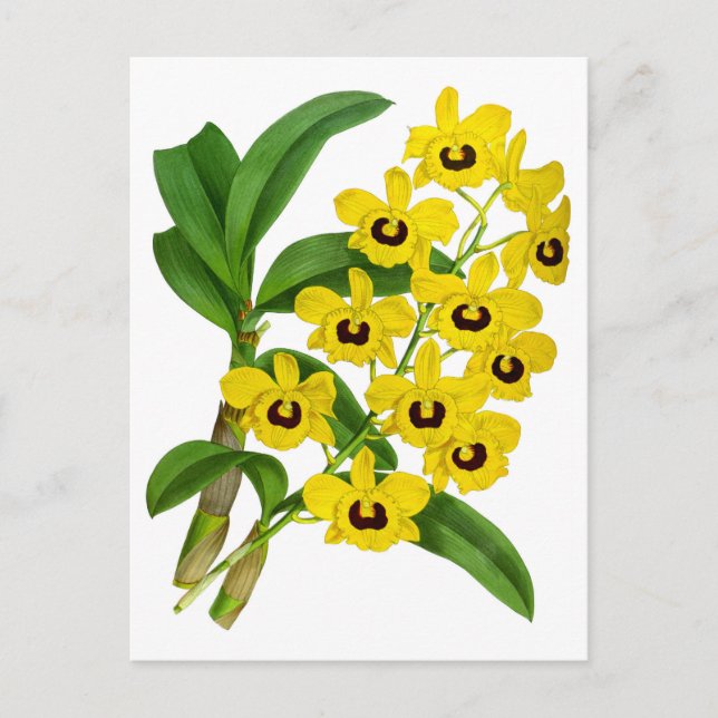 Vintage Gelbe Orchideenkarte Postkarte (Vorderseite)