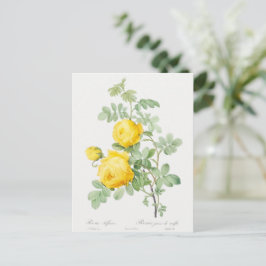 Vintage Gelbe Rose von Schwefelkarte Postkarte