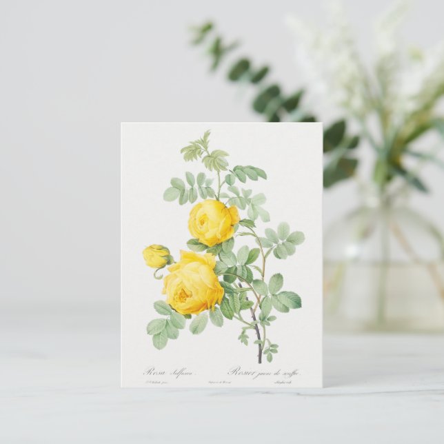 Vintage Gelbe Rose von Schwefelkarte Postkarte (Stehend Vorderseite)