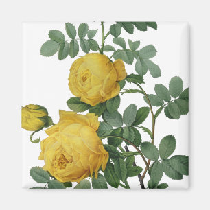 Vintage-Gemälde einer gelben Rose Magnet
