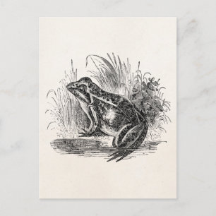Vintage Gemeiner Frosch - Reptil Frösche Vorlage B Postkarte