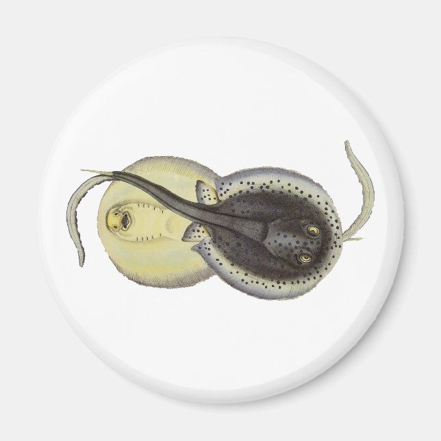 Vintage Gepunktete Rochen, Meerestiere Magnet (Vorne)