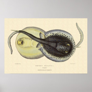Vintage Gepunktete Rochen, Meerestiere Poster