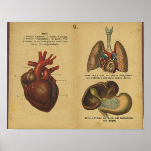 Vintage German Anatomy Print Internal Organs Poster