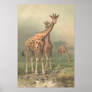 Vintage Giraffe 1894 Print African Plains Poster