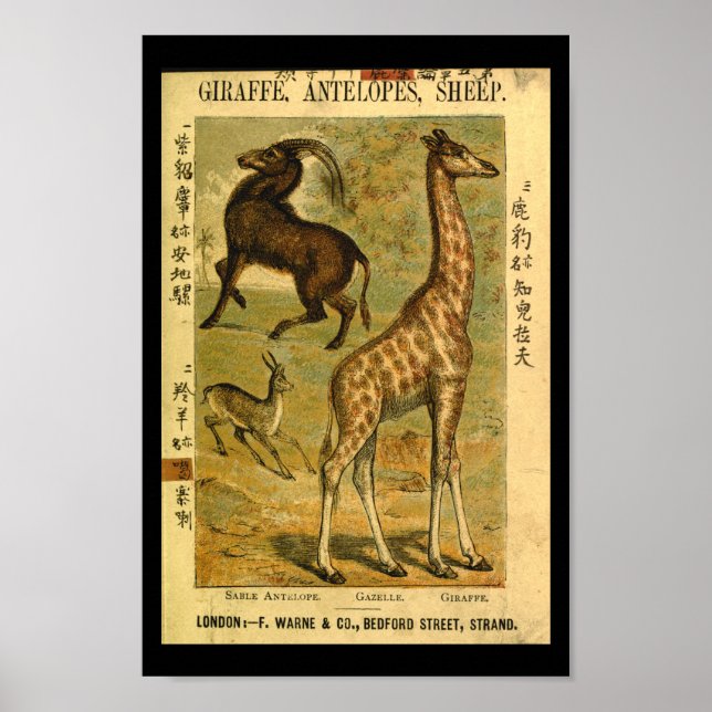 Vintage Giraffe Gazelle Naturgeschichte Poster (Vorne)