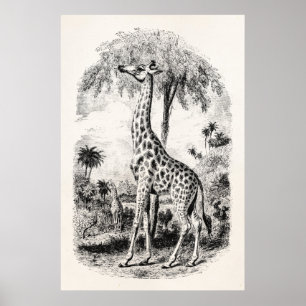 Vintage-Giraffe Personalisierte Tierillustration Poster
