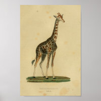Vintage Giraffe Tierkunst Drucken Naturgeschichte