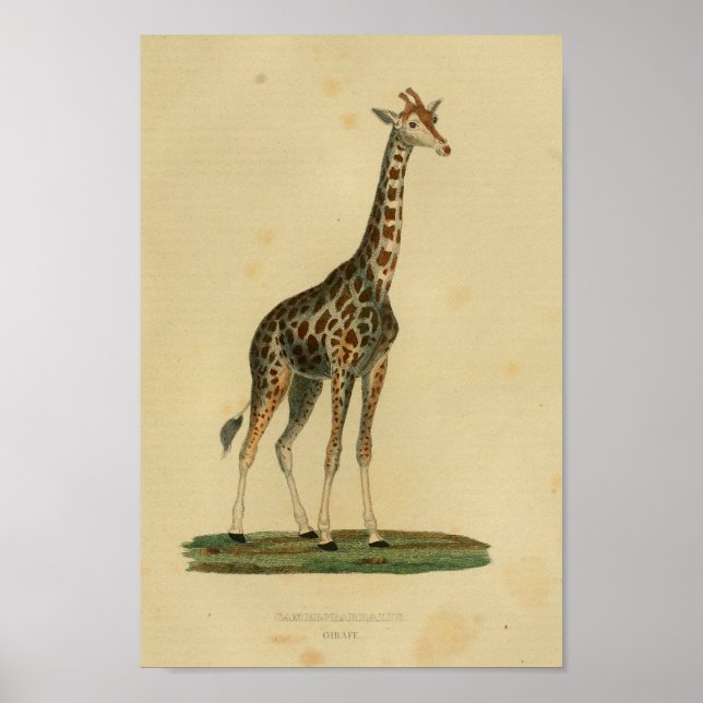 Vintage Giraffe Tierkunst Drucken Naturgeschichte Poster (Vorne)