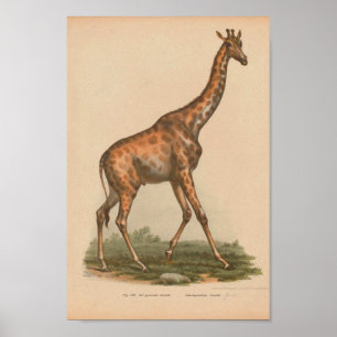 Vintage Giraffe Tierkunst Drucken Naturgeschichte Poster