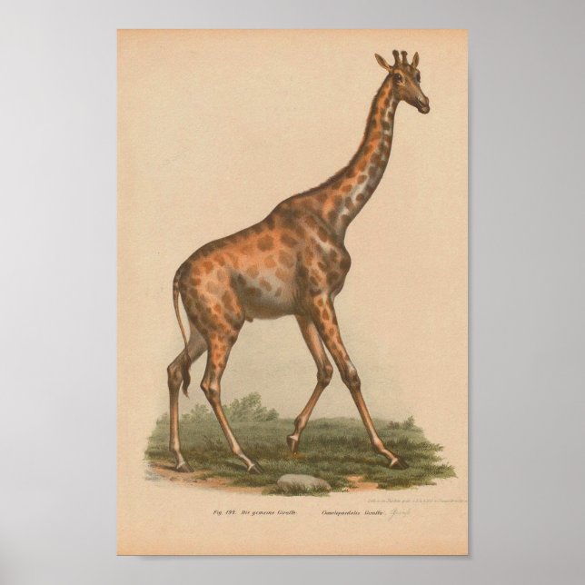 Vintage Giraffe Tierkunst Drucken Naturgeschichte Poster (Vorne)