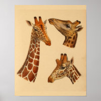 Vintage Giraffe Tierkunst Drucken Naturgeschichte