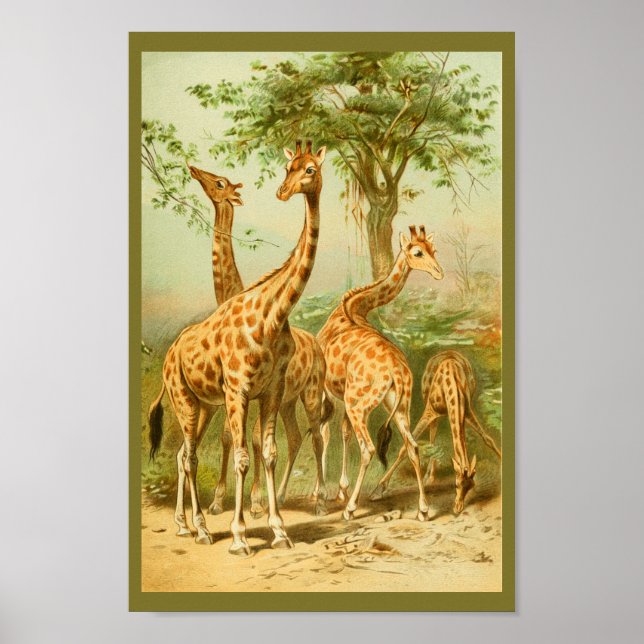 Vintage Giraffen essen Blätter Tierkunst drucken Poster (Vorne)