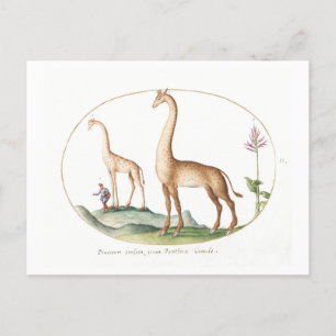 Vintage-Giraffen-Illustration Postkarte
