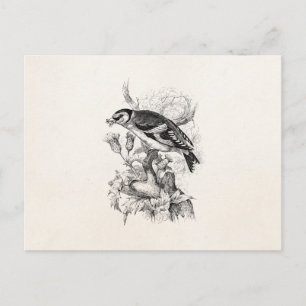 Vintage Goldfinch Bird Illustration aus dem 18. Ja Postkarte