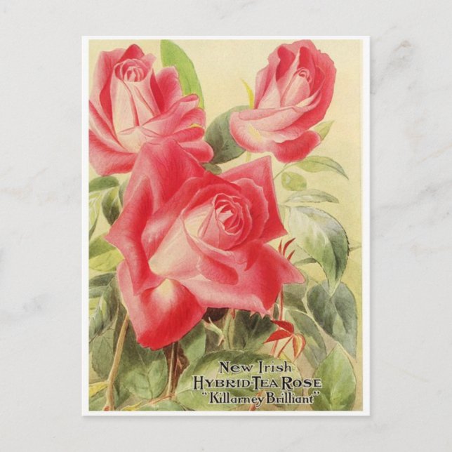 Vintage grafische Postkarte (Vorderseite)