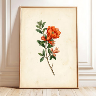 Vintage Granatapfel-Botanik-Leinwanddruck Poster