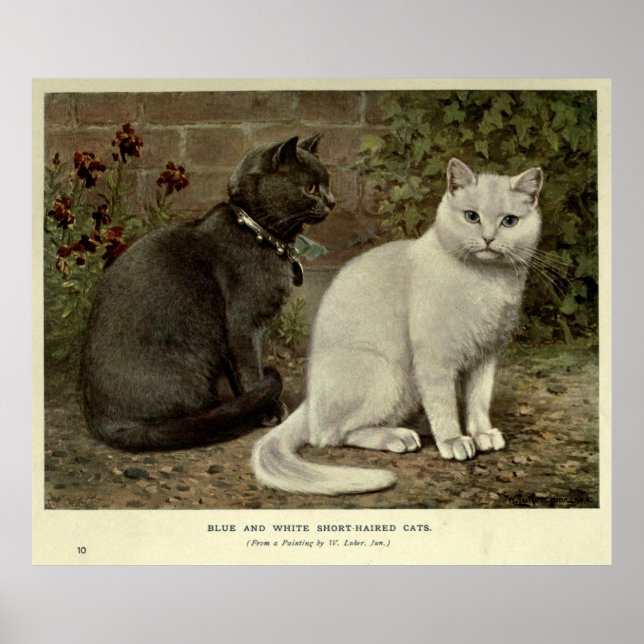 Vintage, grau-weiße, Kurz-haarige Katzenmalerei Poster (Vorne)