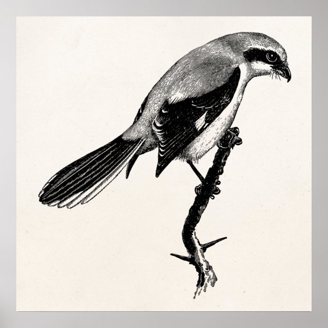 Vintage Graue Shrike Bird-Illustration Poster (Vorne)