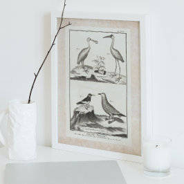 Vintage Gravierungsbriefe - Spoonbill Gull Ibis Poster