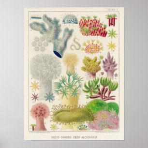 Vintage Great Barrier Reef von Australien Alcyonar Poster