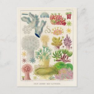 Vintage Great Barrier Reef von Australien Alcyonar Postkarte