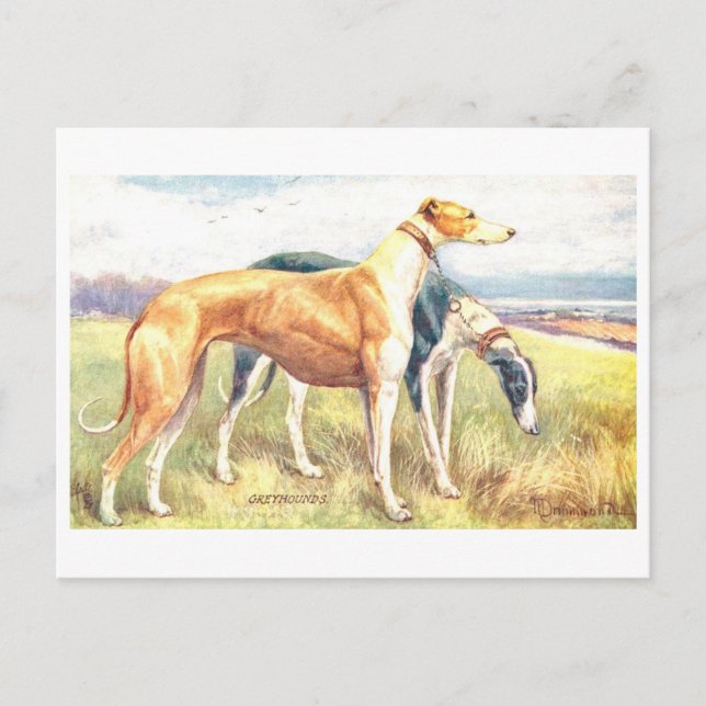 Vintage Greyhound Postkarte (Vorderseite)
