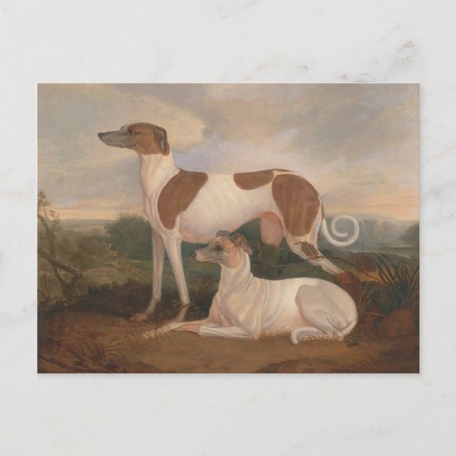 Vintage-Greyhounds Postkarte (Vorderseite)