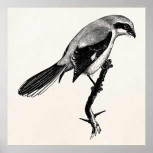 Vintage große graue Shrike Vogel-Illustration Poster