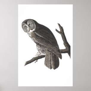 Vintage-Großer Grau-Uhu-Illustrationsdruck Poster