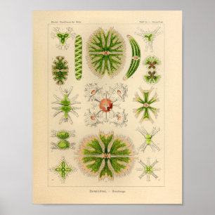 Vintage-Grün-Farb-Ernst-Haeckel-Druck-Meeresleben Poster