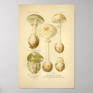 Vintage grüne Pilze Kunst drucken Französisch Poster