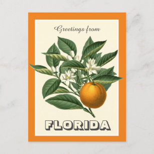Vintage Grüße von Florida Orange Frucht Postkarte