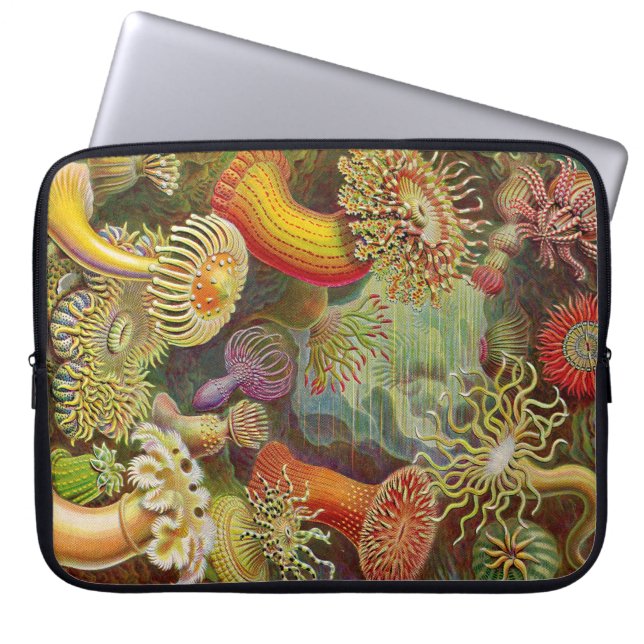 Vintage Haeckel-Anemone Laptopschutzhülle (Vorderseite)