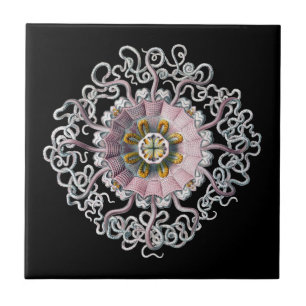 Vintage Haeckel Fliese