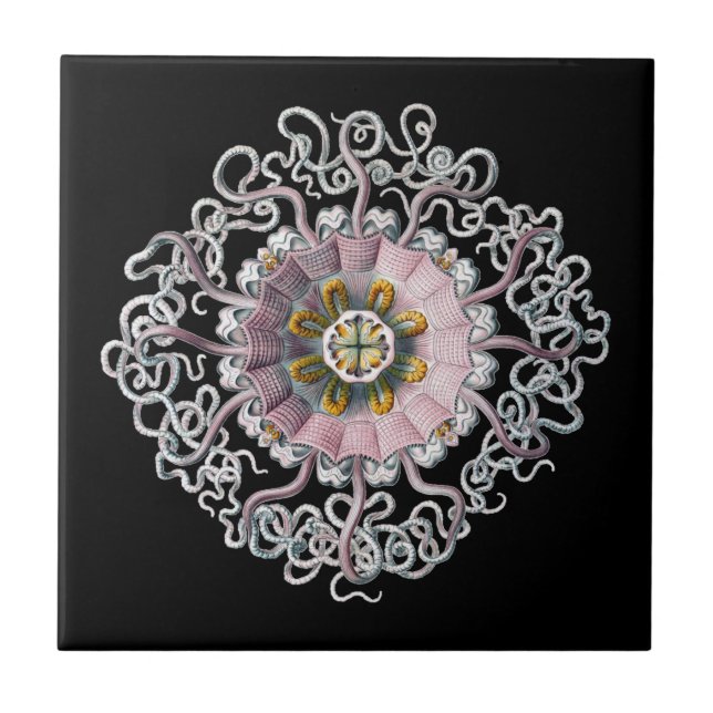 Vintage Haeckel Fliese (Vorderseite)