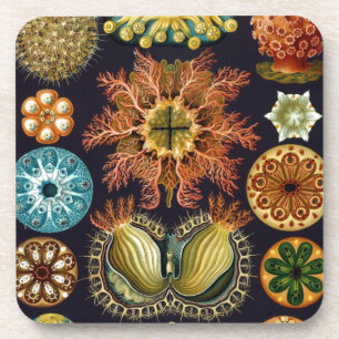 Vintage Haeckel Getränkeuntersetzer