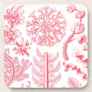 Vintage Haeckel Getränkeuntersetzer